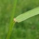 Illustration for article titled Replace Your Water-Wasting Lawn With These Alternatives